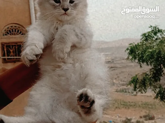 أنثى شيرازي مميزة ثلجي ع أسود عمر شهرين