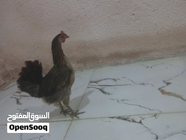دجاج سياف خط اول  متاح الكويت الكحالي شرط بيضه و شرط صحه