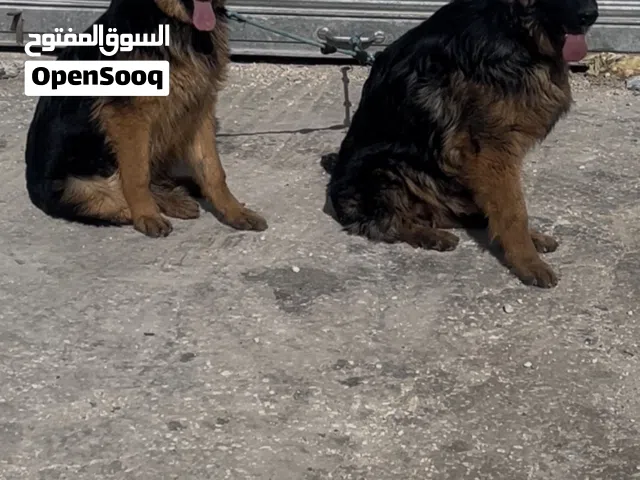 للبيع ذكر وانثى جيرمن
