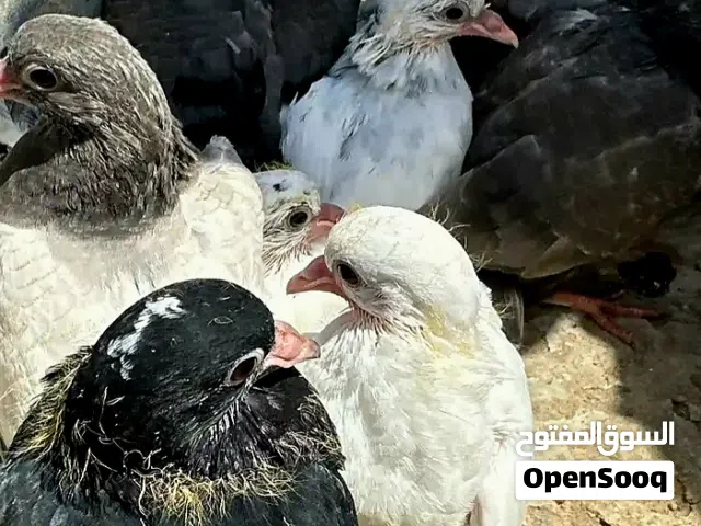 زغاليل حمام بلدي نخب للذبح (الاكل) او التربية