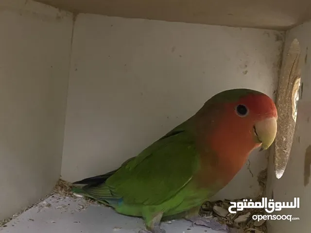 ببغاء روز مع القفص