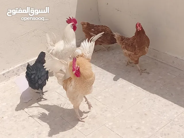 دجاج للبيع المستعجل