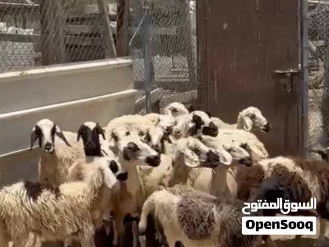 جعد تهجين ممتازات تربيه