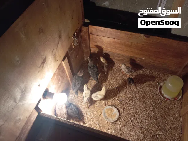 صيصان للبيع شوف الوصف و الصور