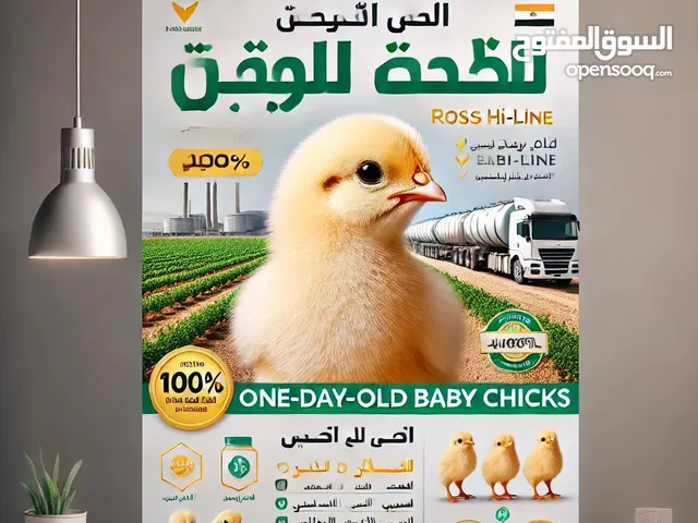 فرصة ممتازة للمربين والتجار!