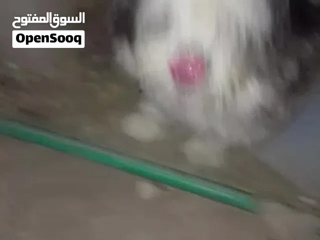 كلبه ترير فرنسي للبيع  وبيها مجال حك الجيه وياها دفتر لقاح وطالبه تزاوج مستعجل على بيعتها