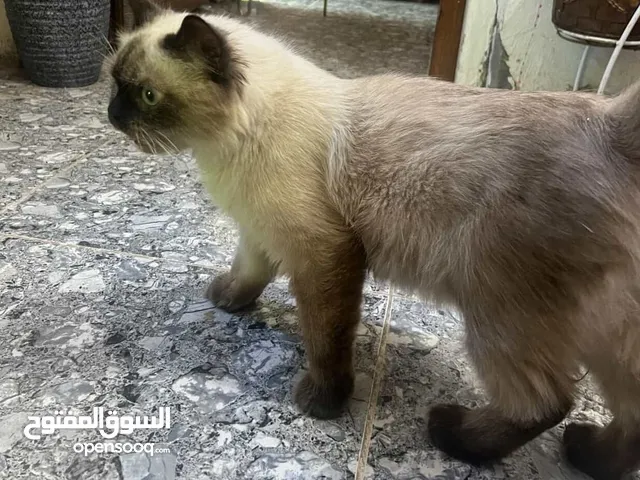 قط هملايا ذكر للتبني