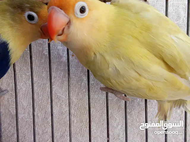 كوبية برسوناتا تحتها دحي