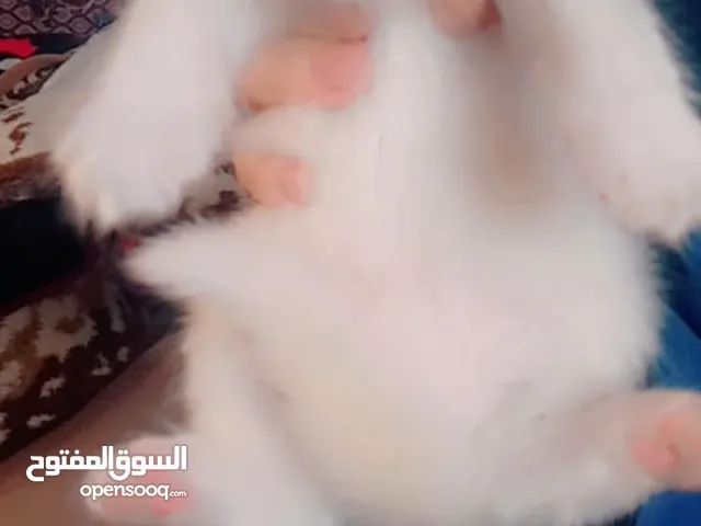 قطط هملايا افطس