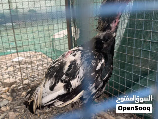 ديك باكستاني