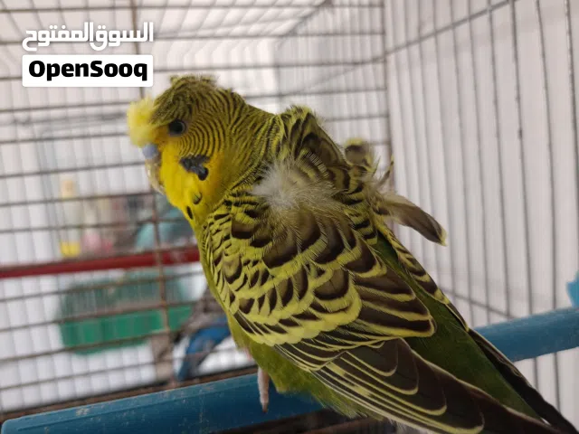 ذكر هوقورمو ربي يبارك خوصه 2022 السعر ساوم