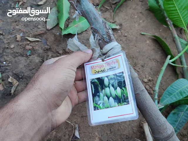 شجار المانجا