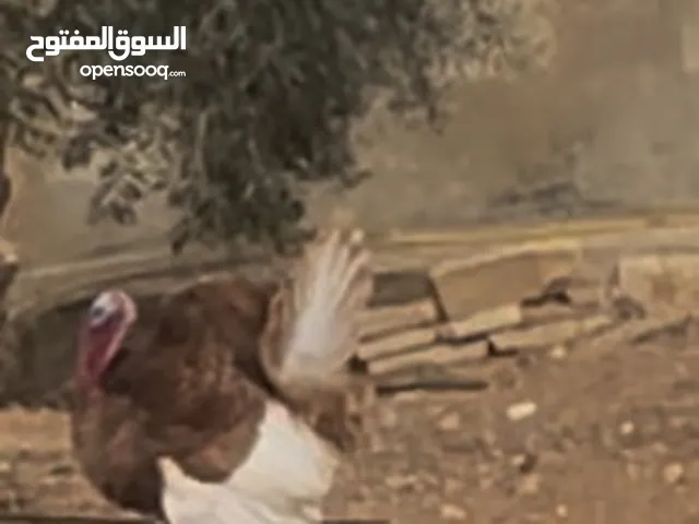 متاح ديك حبش تركي