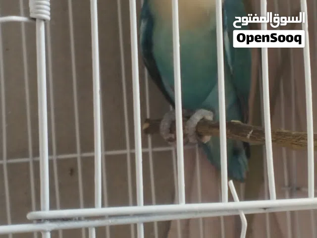 كوبية روز جامبو