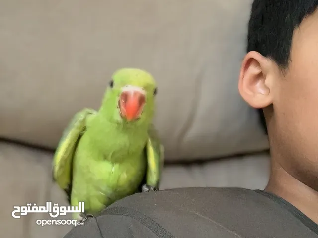 عصفور دره فرخ مع دره كبير بلاش الدره الكبير