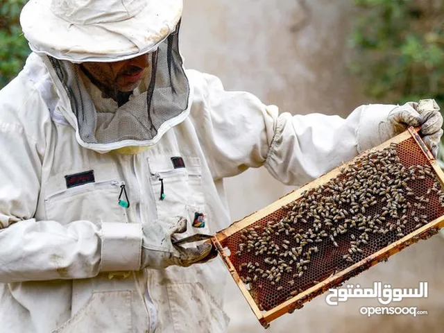 جميع انواع العسل موجوده بإذن الله