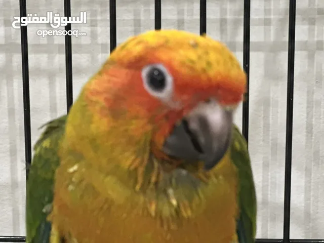 فرخ صن كنيور