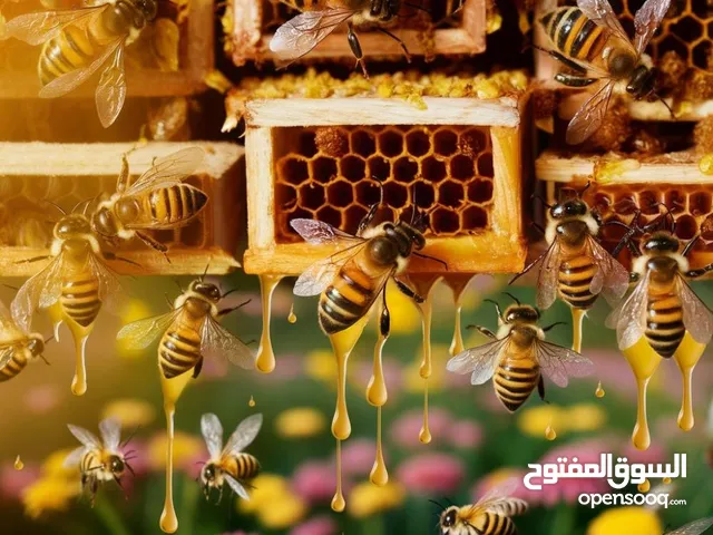 عسل حر طبيعي زنداز أزير الدغموس