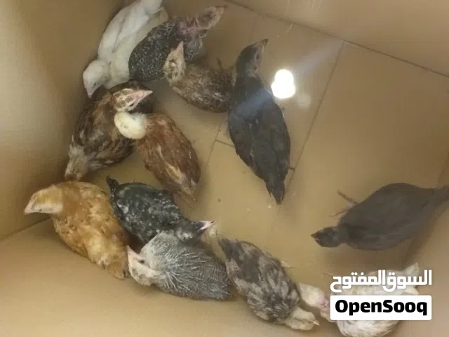 إفراخ دجاج عرب بيهن ابو ركيبه العدد14اعمارهم 45ال55 ماخذات التهاب صرةابيع شلع سعر تك7,250عنواني شط ع