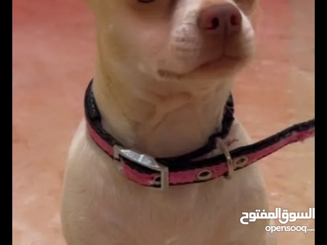 شيواوا للبيع