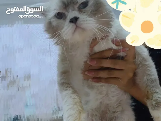 هملايا مهجن براغدول تبني