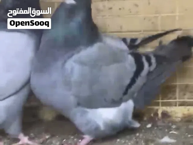 طبه فريش حامل بارليس
