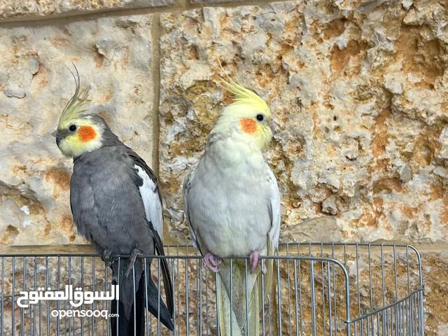 ببغاء كوكتيل