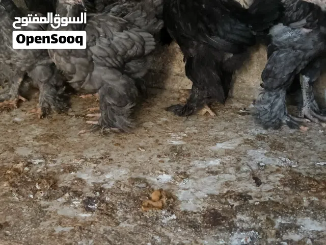 صيصان بكيستاني