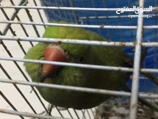 Too friendly parrot