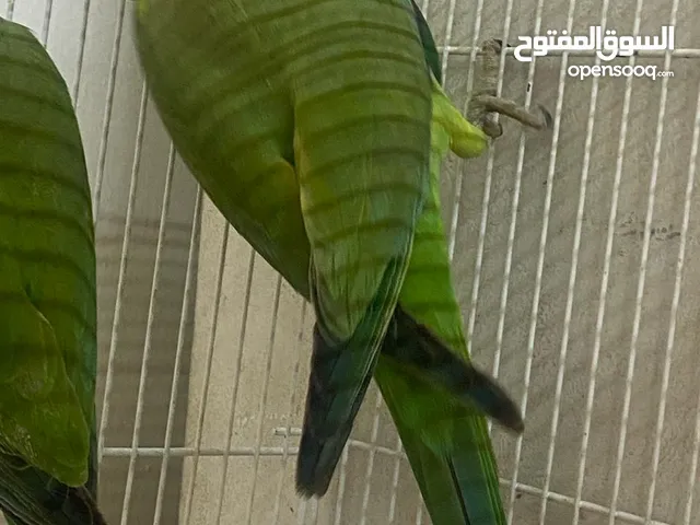 Green ringneck pair healthy and active breeder pair