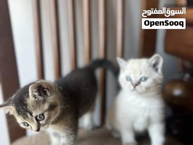 قطط كتن ny25 بيور جولد و سيلفر