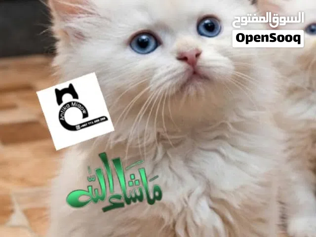 قطط شيرازي بيور حلويات العيد وصلت