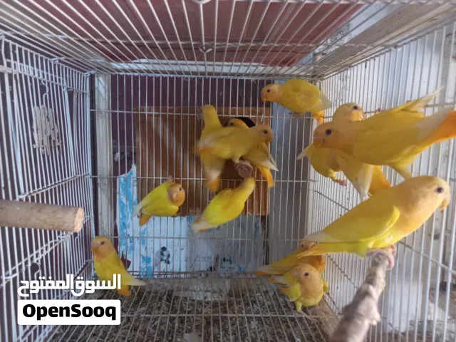 متاح إنتاج أورنج أوبلاين