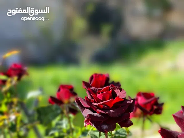 لجين ياسر كامل اغريب