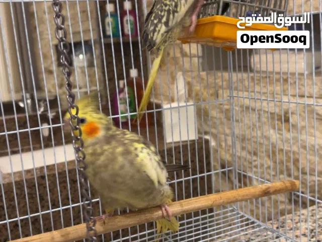 طيور الكوكتيل اليفات و زوج ينتجو بس مب ملقح بس الطيور جدا اليفه