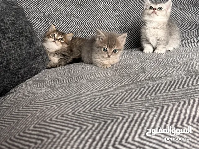 Munchkin Scottish straight Amazing kittens rare breed very cute and adorable