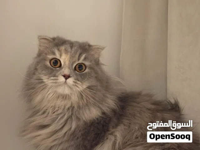 قطه سكوتش فولد لونج هير