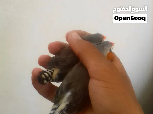 بيع او تبدلي فرخ بركدليو