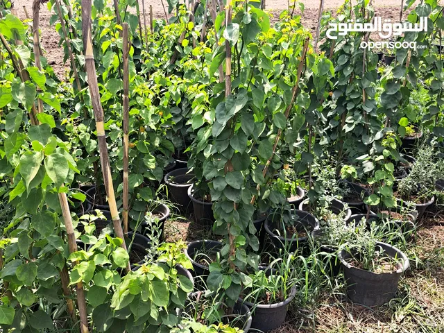 جهنميه متسلقه اصيص كبير