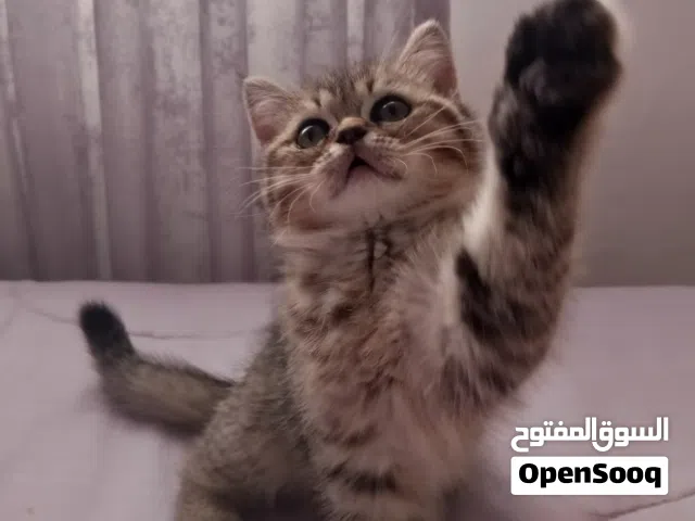 قطط للبيع .