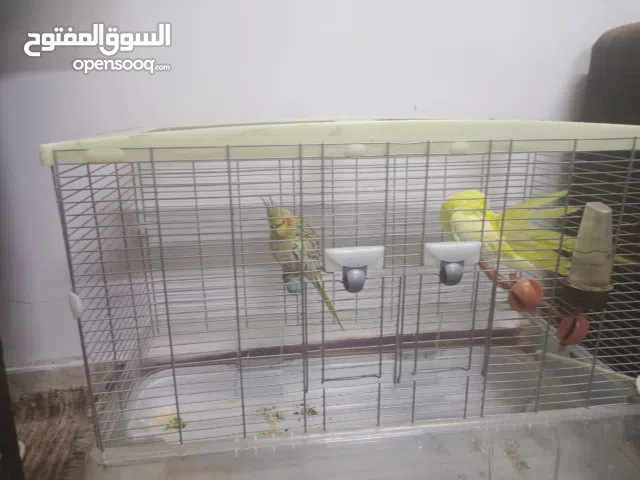 كوكتيل عدد 2 مع قفص نخب