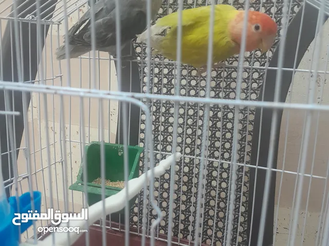 جوز روز للبيع الله يبارك لصاحب النصيب