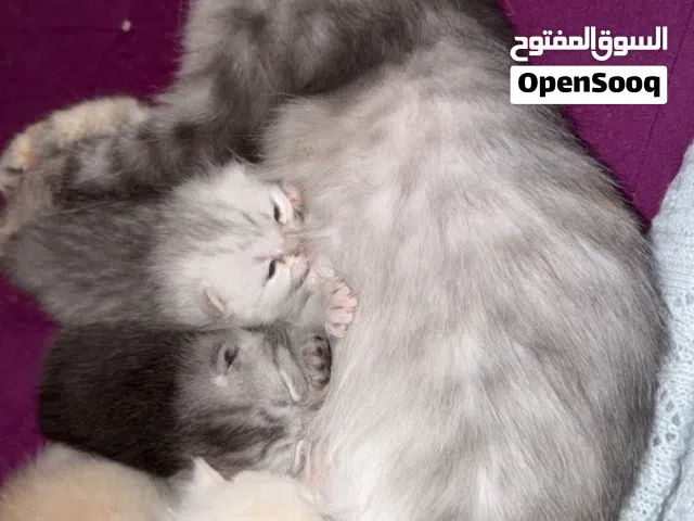 Kitten Mix American curl and British