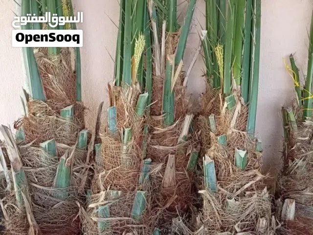 فسائل نخيل