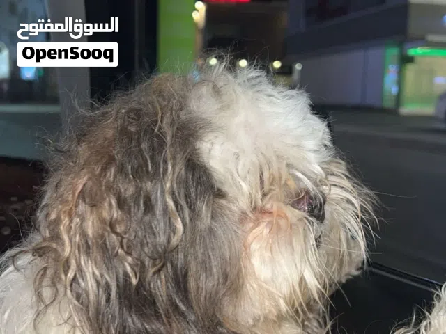 للبيع جرو شيتزو