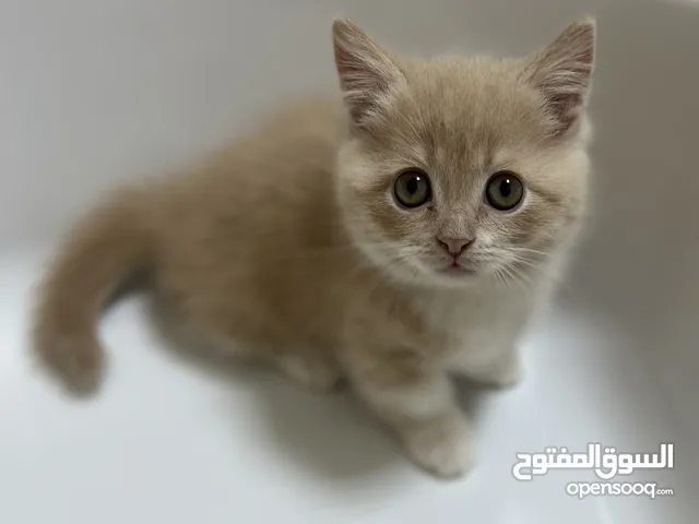 قط القزم MunchKin for sell