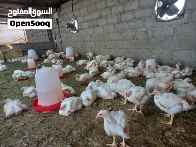 من مزرعه المحيول للمواشي يتوفر لدينا دجاج ابيض لاحم حاجه ما شاء الله اوزان مختلفه من 900 جرام 1000