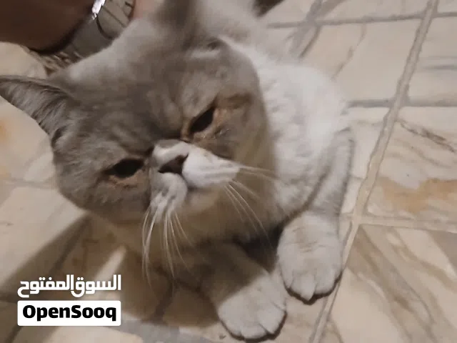 قط هلايا ذكر افطس
