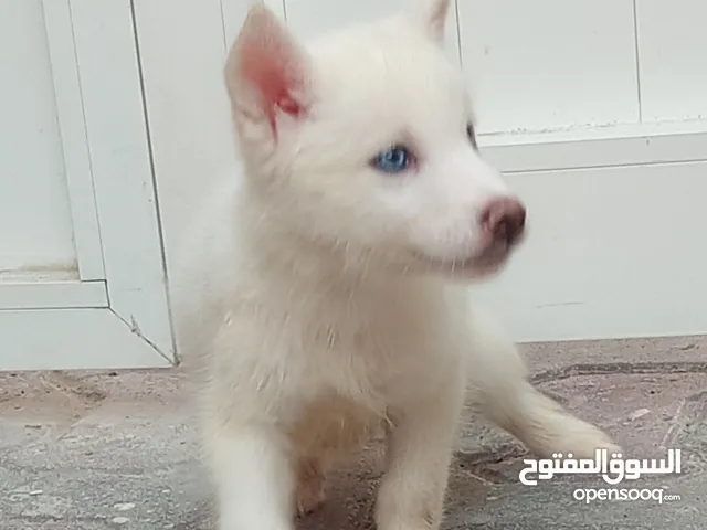 جرو هاسكي انثى العيون زرق