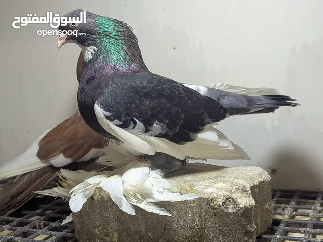 متاح كوبيه ضغط اقرأ الوصف بارك الله فيك